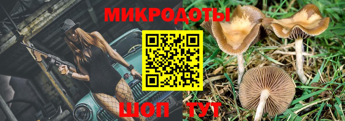 Галлюциногенные грибы Psilocybe Махачкала